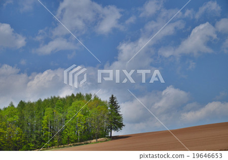 夏日丘陵 19646653