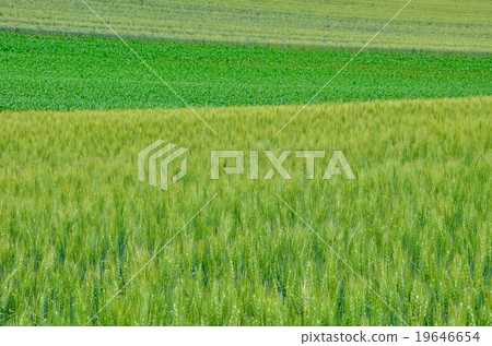 初夏的形象 19646654