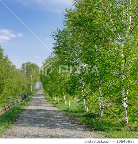 新綠色的圖像 19646655