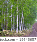 白樺樹 19646657