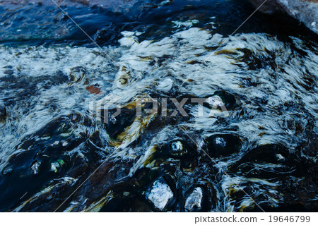 Chloroflexus aurantiacus and thermophilic algae Chloroflexus aurantiacus and thermophilic algae 19646799