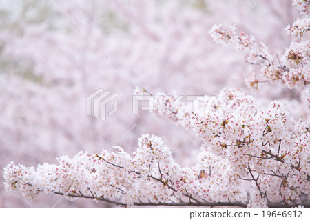 Soy Yoshino crying Snowy cherry picture material Ohanami Spring Flower Pink Flower Background for synthetic background Soy Yoshino crying Snowy cherry picture material Ohanami Spring Flower Pink Flower Background for synthetic background 19646912