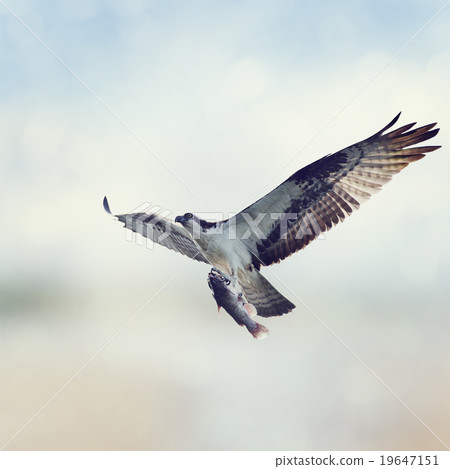 Osprey with Fish Osprey with Fish 19647151