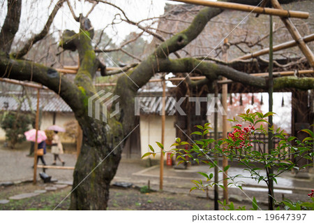 Bishamon-Do,Nanten的紅色水果在Teshikonmon面前用墮落的櫻花著色 Bishamon-Do,Nanten的紅色水果在Teshikonmon面前用墮落的櫻花著色 19647397