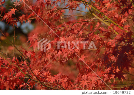 紅色一種顏色 19649722