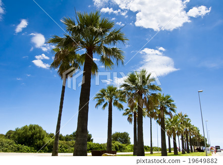Palm-lined 1 Palm-lined 1 19649882