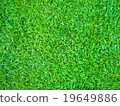Grass 1 19649886