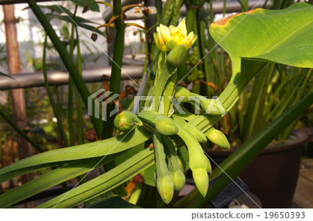 Numaoobako Numaoobako 19650393