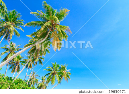Palm tree on the sky 19650671