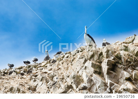 Seabirds Seabirds 19650716