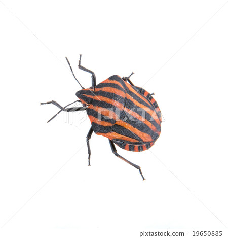 Red black striped shield bug on a white background Red black striped shield bug on a white background 19650885