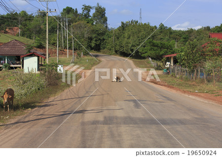 Road of cows lying on Laos 19650924