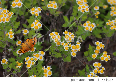 White-tailed butterfly and flower flowers White-tailed butterfly and flower flowers 19651087
