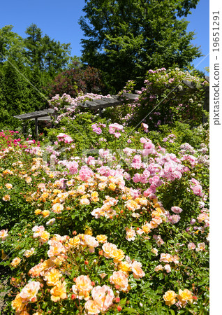 Rose garden 19651291