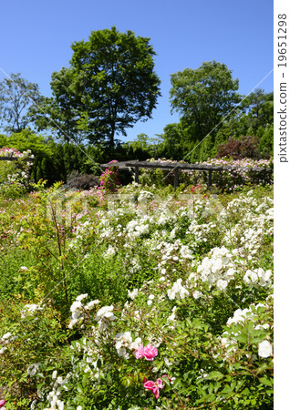 Rose garden 19651298