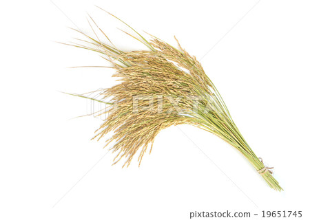 paddy rice rice grain yield or golden rice spikes stock photo 19651745 pixta paddy rice rice grain yield or golden