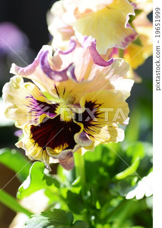 Pansy Moulin Frill 19651999