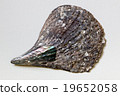 Big old sheashell 19652058
