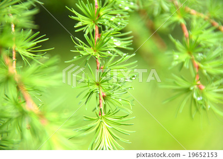 Fresh green larch 19652153