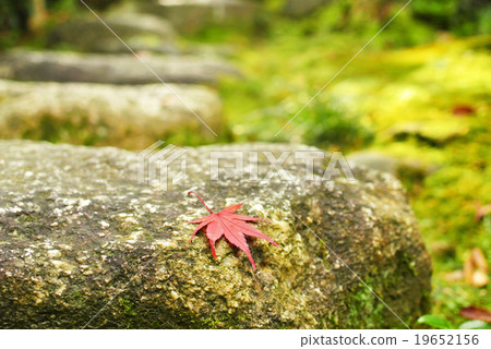 Autumn leaves and curbs Autumn leaves and curbs 19652156