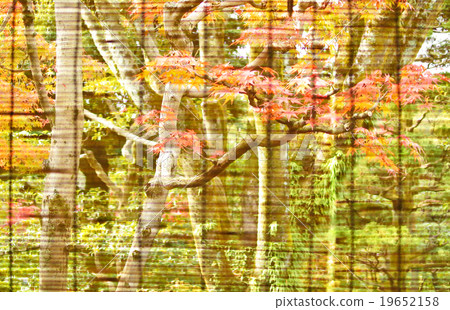 Autumn leaves of a midget 19652158