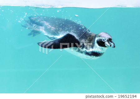 Swimming penguin Swimming penguin 19652194