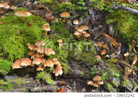Kuritake Kuritake 19652242