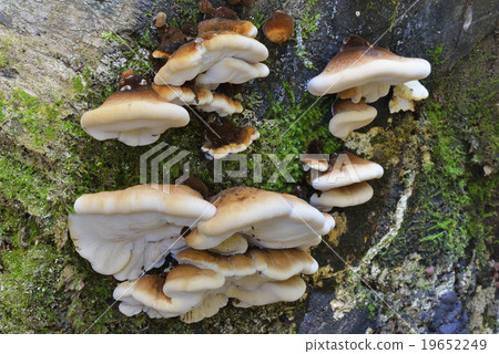 Yanitake 19652249