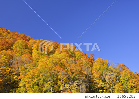 Blue sky and autumn leaves 19652292