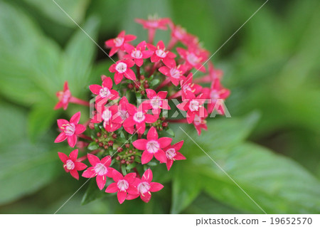 圖庫照片: flower beds in formal garden