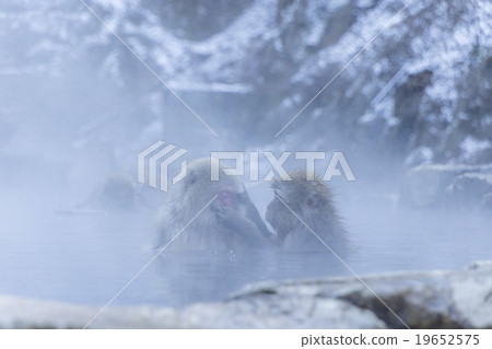 Monkey in Jigokudani Monkey in Jigokudani 19652575