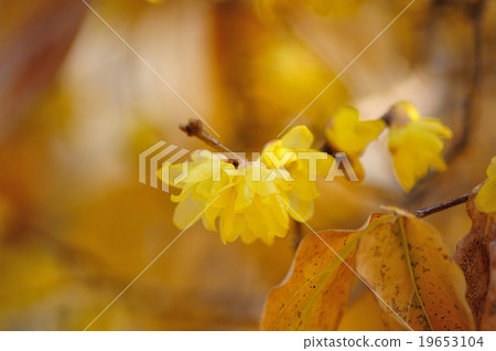 Sosin Ryubai 19653104