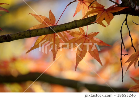 公園的秋葉 19653240