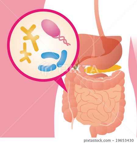 腸道菌群（腸道細菌）圖像圖 19653430