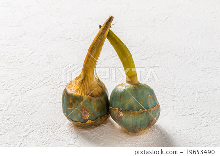 Detailed Japanese winter vegetables ('Caerulea') water chestnut Detailed Japanese winter vegetables ('Caerulea') water chestnut 19653490