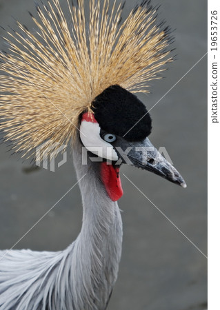 White-crowned crane White-crowned crane 19653726