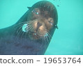 海獅 19653764