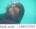 海獅 19653765
