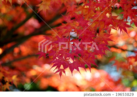 Autumn leaves of the park Autumn leaves of the park 19653829