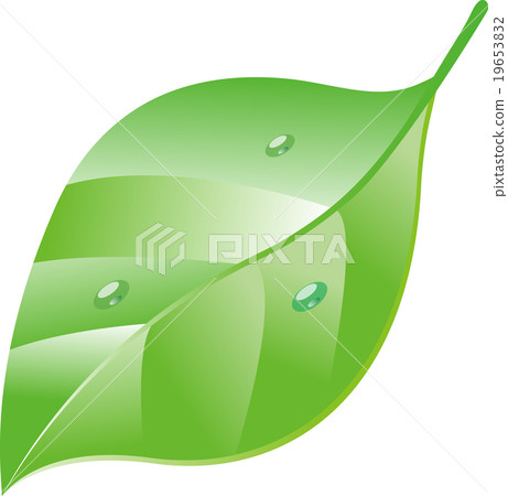 Leaves Plants Leaves Plants 19653832