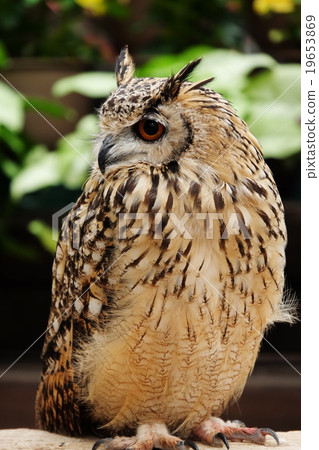 Owl Owl 19653869