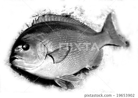 Monochrome-toned long-tailed gray fish body retouched against the background of the beach 19653902