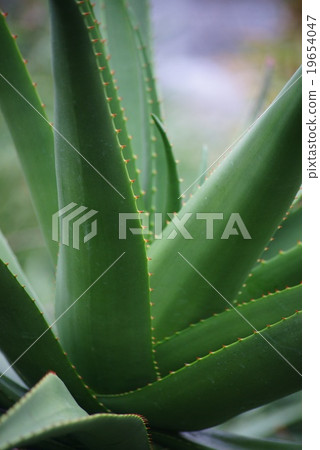Aloe leaves 19654047