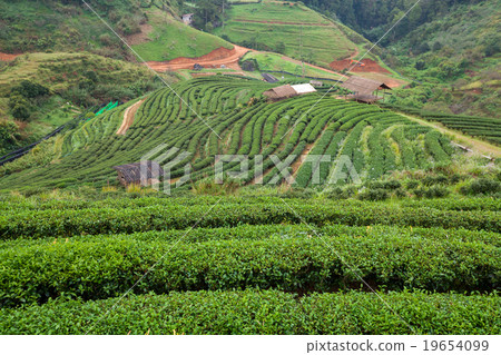 Tea plantation in the Doi Ang Khang, Chiang Mai Tea plantation in the Doi Ang Khang, Chiang Mai 19654099