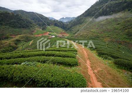 Tea plantation in the Doi Ang Khang, Chiang Mai Tea plantation in the Doi Ang Khang, Chiang Mai 19654100