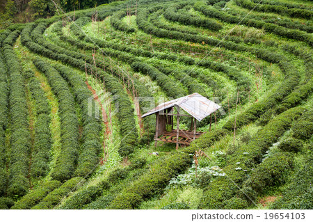 Tea plantation in the Doi Ang Khang, Chiang Mai 19654103