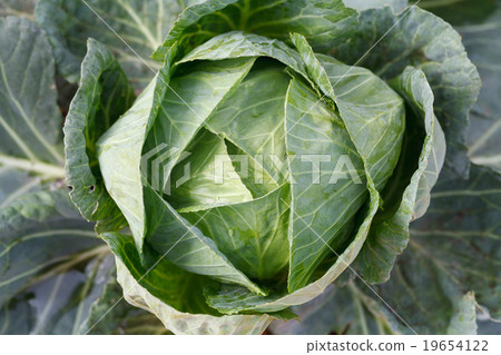 Closeup green cabbages 19654122
