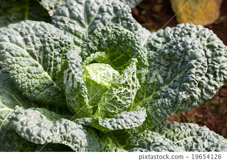 Savoy cabbage super food Savoy cabbage super food 19654126