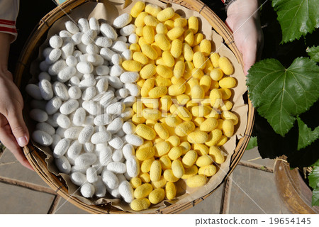 Two species of white cocoon 19654145