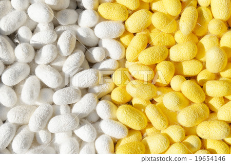 Two species of white cocoon Two species of white cocoon 19654146